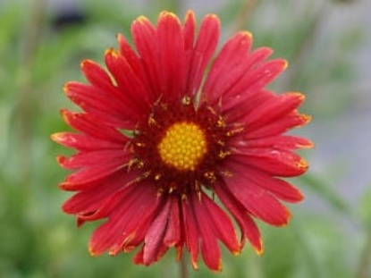 Picture of Gaillardia - Burgundy (Red Wine)